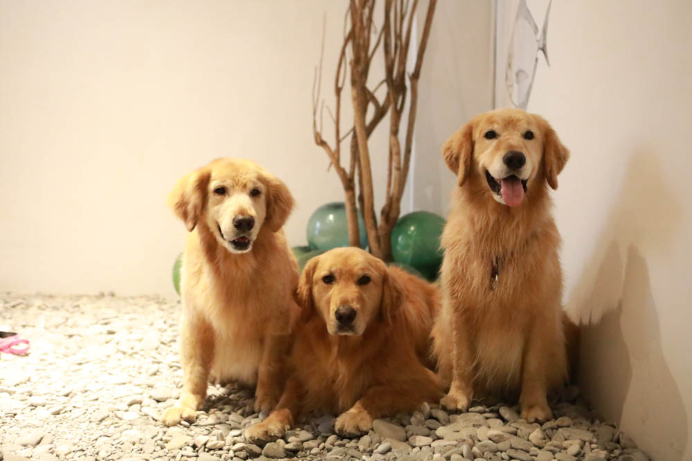 花蓮美食｜漁場鍋物三代目。花蓮縣新城鄉東昌定置漁場旁、當日現撈新鮮漁貨、花蓮寵物友善餐廳