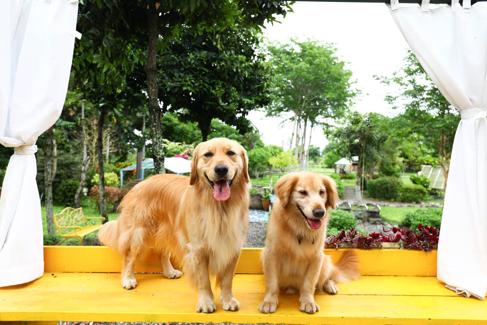 花蓮壽豐絕美民宿|米拉夢地Miramonti House 。彷彿置身歐洲義大利牧場莊園、寵物友善親子民宿 - 第15張圖 花蓮壽豐絕美民宿|米拉夢地Miramonti House 。彷彿置身歐洲義大利牧場莊園、寵物友善親子民宿
