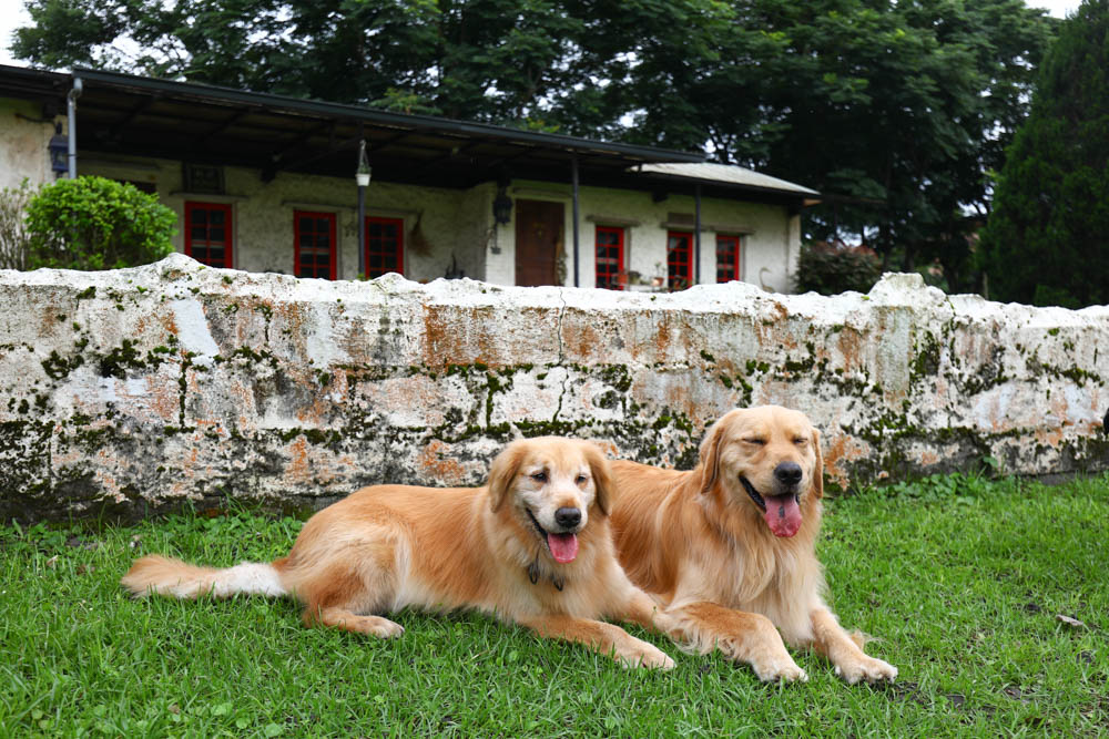 花蓮壽豐絕美民宿|米拉夢地Miramonti House 。彷彿置身歐洲義大利牧場莊園、寵物友善親子民宿 - 第49張圖 花蓮壽豐絕美民宿|米拉夢地Miramonti House 。彷彿置身歐洲義大利牧場莊園、寵物友善親子民宿