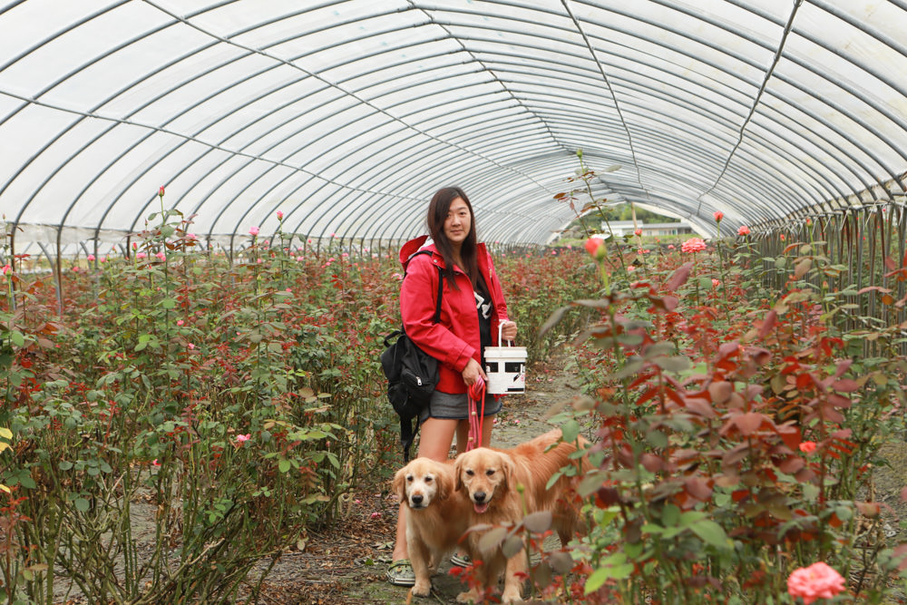 花蓮壽豐景點｜花田小路。貨櫃咖啡屋融合玫瑰花田的風格小店、寵物友善餐廳、銅板價就可以享受採玫瑰花的樂趣！！