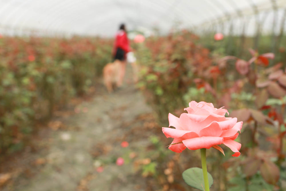 花蓮壽豐景點｜花田小路。貨櫃咖啡屋融合玫瑰花田的風格小店、寵物友善餐廳、銅板價就可以享受採玫瑰花的樂趣！！