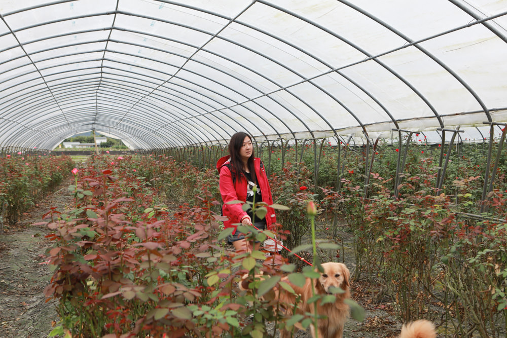 花蓮壽豐景點｜花田小路。貨櫃咖啡屋融合玫瑰花田的風格小店、寵物友善餐廳、銅板價就可以享受採玫瑰花的樂趣！！