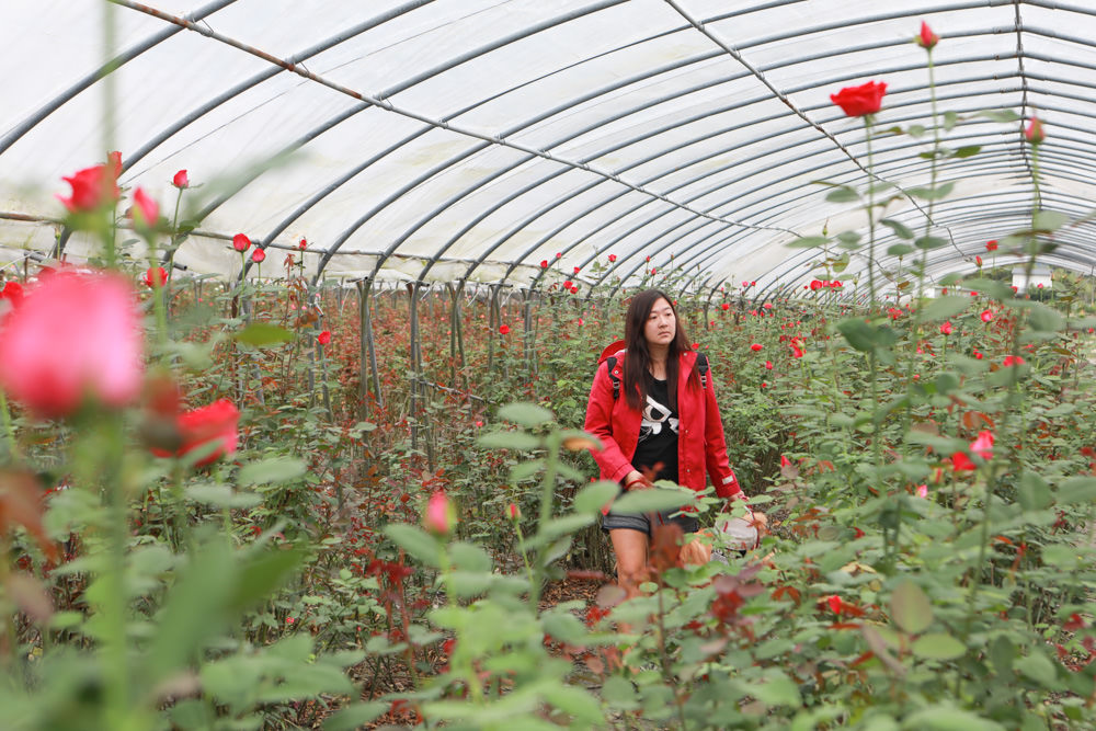 花蓮壽豐景點｜花田小路。貨櫃咖啡屋融合玫瑰花田的風格小店、寵物友善餐廳、銅板價就可以享受採玫瑰花的樂趣！！