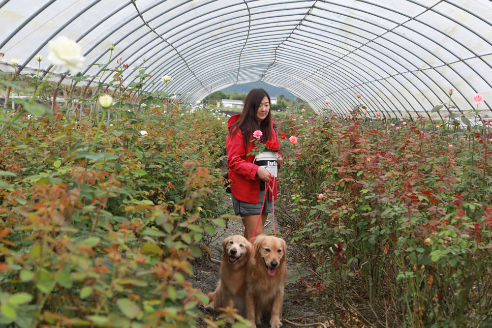 花蓮壽豐景點｜花田小路。貨櫃咖啡屋融合玫瑰花田的風格小店、寵物友善餐廳、銅板價就可以享受採玫瑰花的樂趣！！