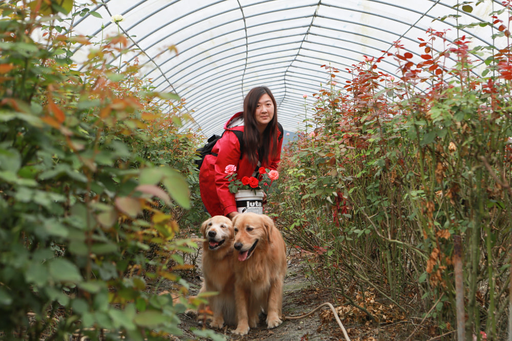 花蓮壽豐景點｜花田小路。貨櫃咖啡屋融合玫瑰花田的風格小店、寵物友善餐廳、銅板價就可以享受採玫瑰花的樂趣！！