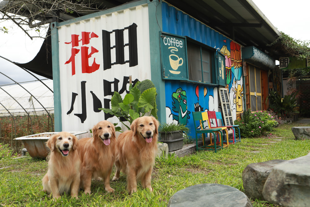 花蓮壽豐景點｜花田小路。貨櫃咖啡屋融合玫瑰花田的風格小店、寵物友善餐廳、銅板價就可以享受採玫瑰花的樂趣！！
