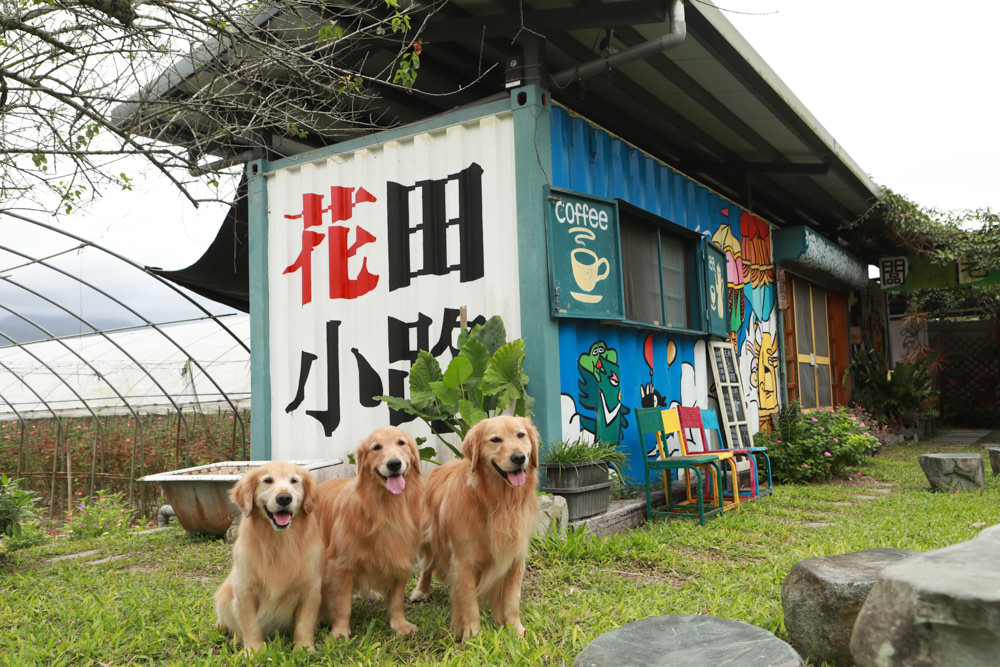 花蓮壽豐景點｜花田小路。貨櫃咖啡屋融合玫瑰花田的風格小店、寵物友善餐廳、銅板價就可以享受採玫瑰花的樂趣！！