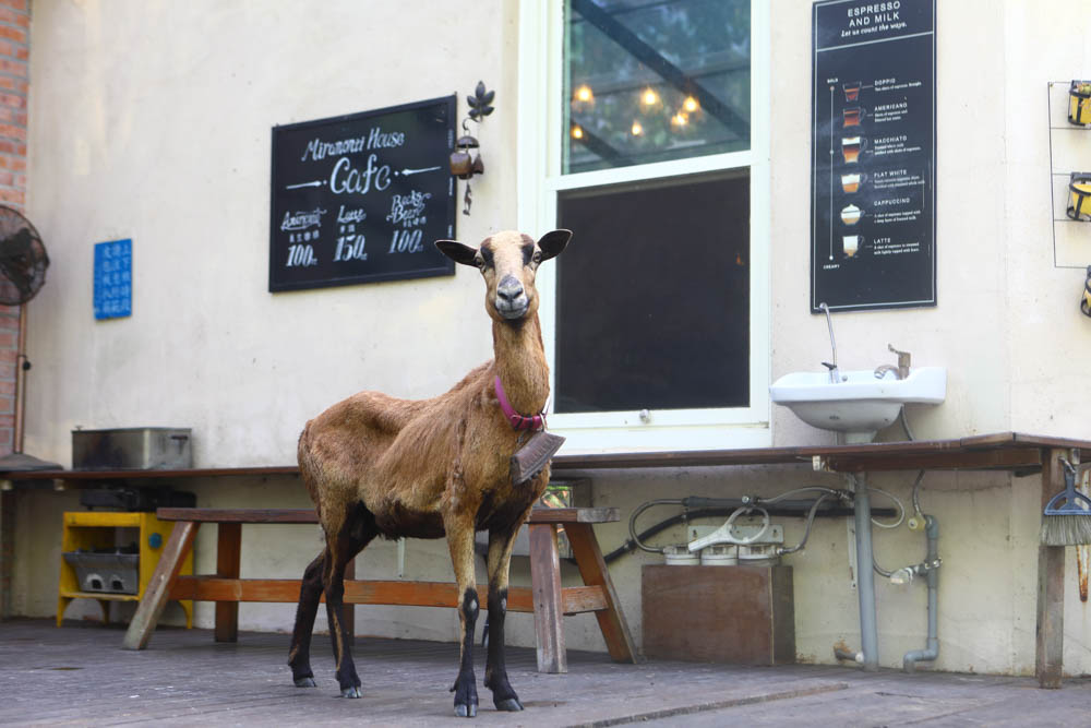 花蓮壽豐絕美民宿|米拉夢地Miramonti House 。彷彿置身歐洲義大利牧場莊園、寵物友善親子民宿 - 第16張圖 花蓮壽豐絕美民宿|米拉夢地Miramonti House 。彷彿置身歐洲義大利牧場莊園、寵物友善親子民宿