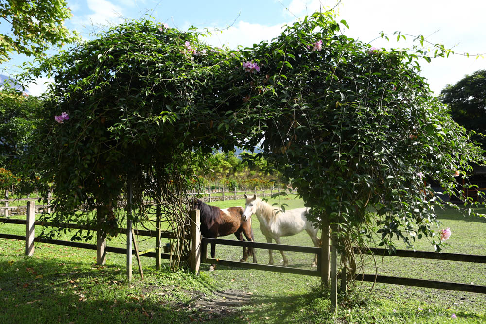 花蓮壽豐絕美民宿|米拉夢地Miramonti House 。彷彿置身歐洲義大利牧場莊園、寵物友善親子民宿 - 第53張圖 花蓮壽豐絕美民宿|米拉夢地Miramonti House 。彷彿置身歐洲義大利牧場莊園、寵物友善親子民宿