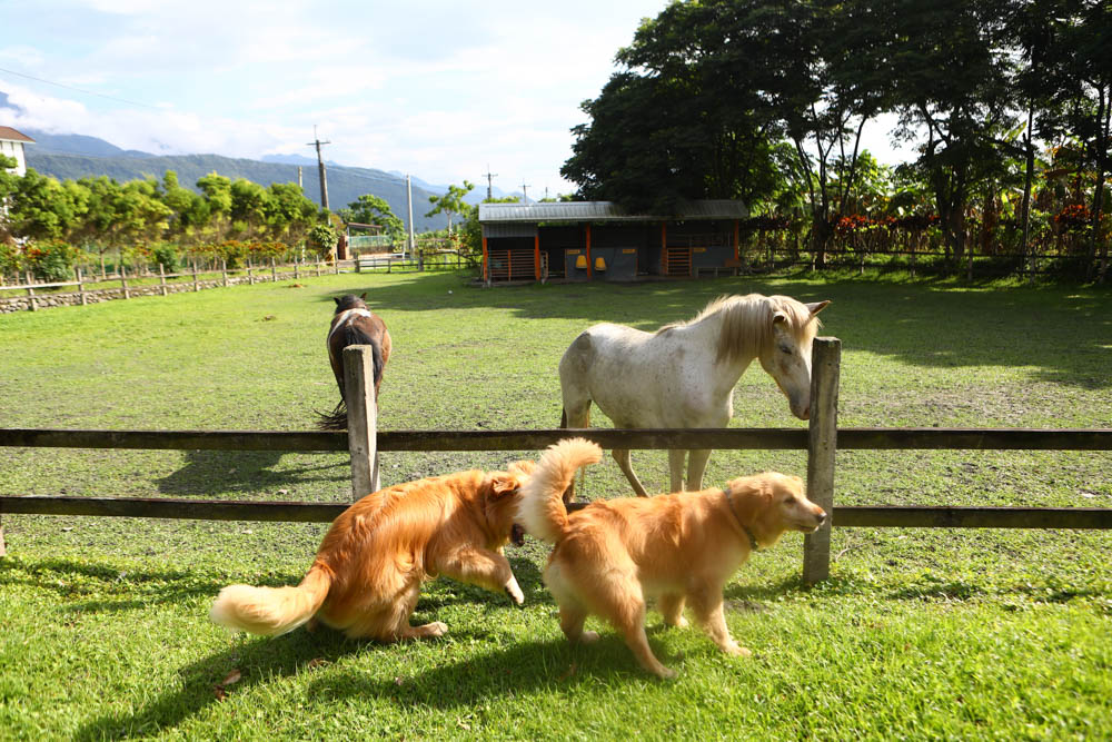 花蓮壽豐絕美民宿|米拉夢地Miramonti House 。彷彿置身歐洲義大利牧場莊園、寵物友善親子民宿 - 第54張圖 花蓮壽豐絕美民宿|米拉夢地Miramonti House 。彷彿置身歐洲義大利牧場莊園、寵物友善親子民宿