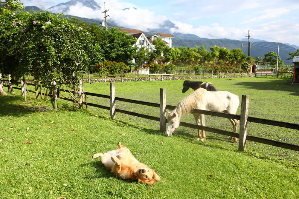 花蓮壽豐絕美民宿|米拉夢地Miramonti House 。彷彿置身歐洲義大利牧場莊園、寵物友善親子民宿 - 第56張圖 花蓮壽豐絕美民宿|米拉夢地Miramonti House 。彷彿置身歐洲義大利牧場莊園、寵物友善親子民宿