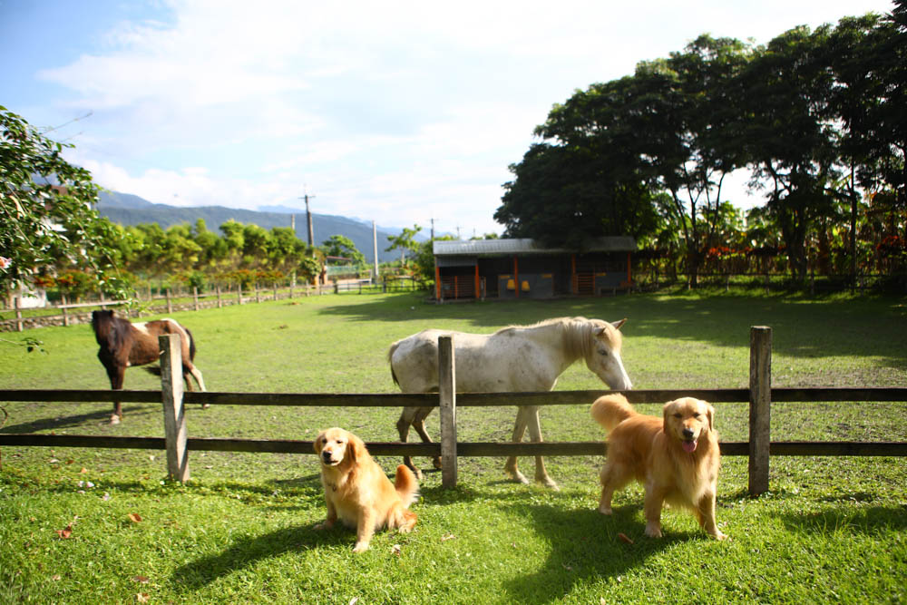 花蓮壽豐絕美民宿|米拉夢地Miramonti House 。彷彿置身歐洲義大利牧場莊園、寵物友善親子民宿 - 第58張圖 花蓮壽豐絕美民宿|米拉夢地Miramonti House 。彷彿置身歐洲義大利牧場莊園、寵物友善親子民宿