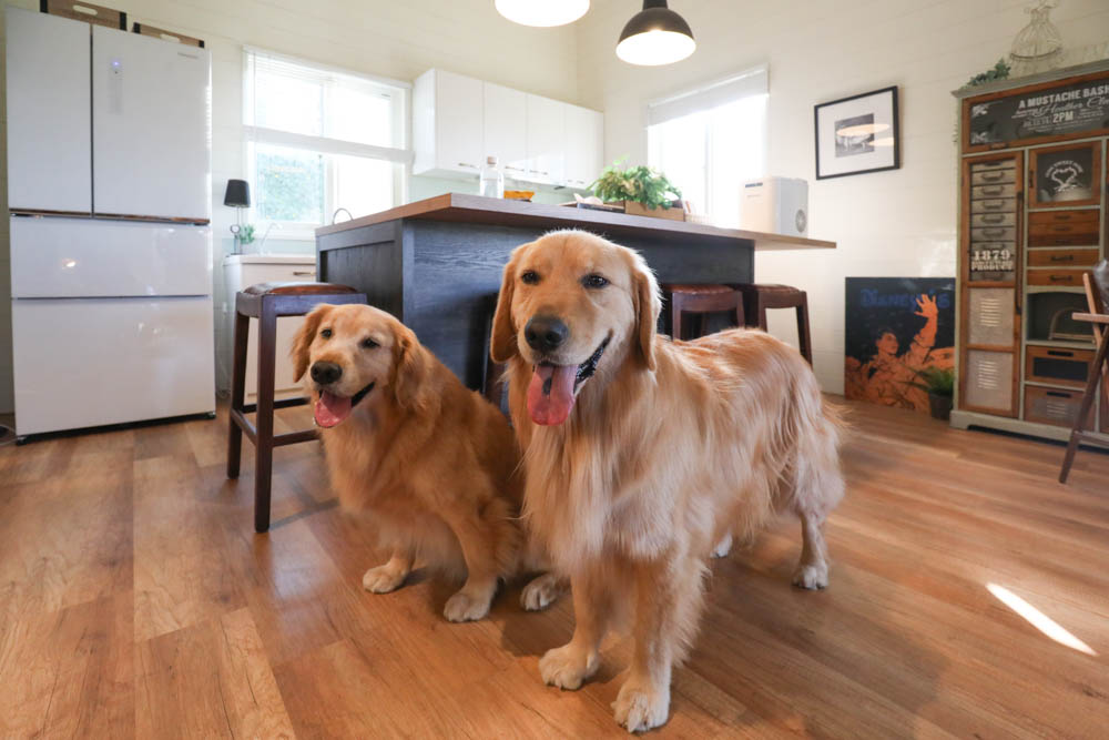 苗栗苑裡｜浩克森林小屋。寵物友善民宿、隱藏在森林中的秘境小木屋、好客八號穀倉小屋