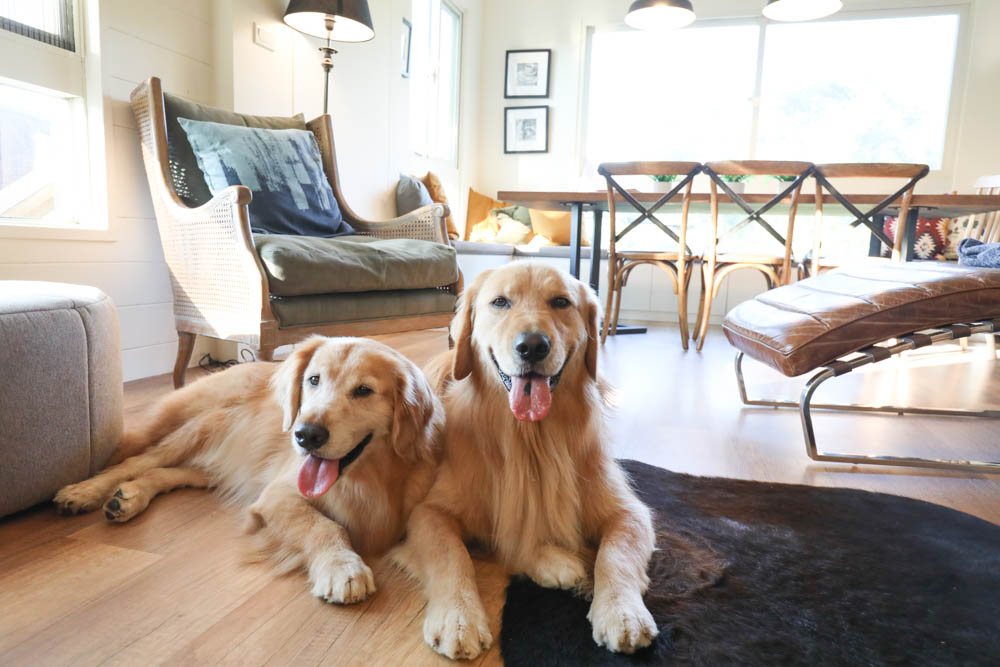 苗栗苑裡｜浩克森林小屋。寵物友善民宿、隱藏在森林中的秘境小木屋、好客八號穀倉小屋