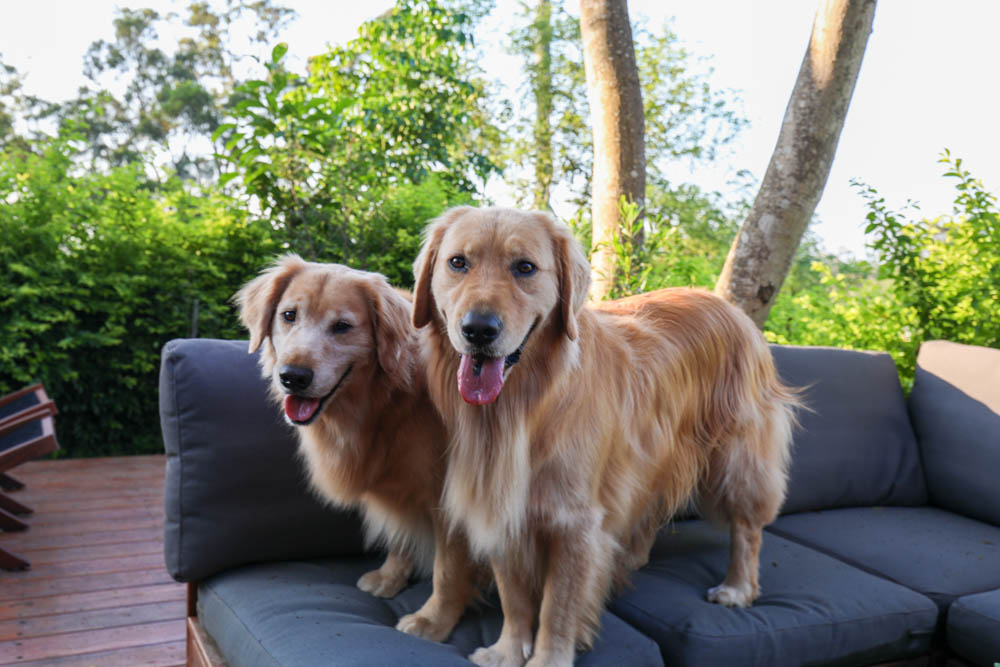 苗栗苑裡｜浩克森林小屋。寵物友善民宿、隱藏在森林中的秘境小木屋、好客八號穀倉小屋