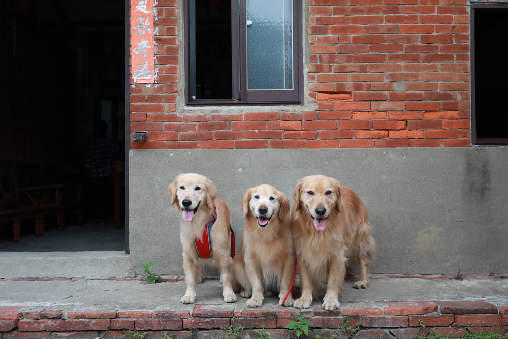 苗栗頭份傳統美食｜蘆竹湳古厝的灶腳。寵物友善餐廳、三合院吃古早味料理、台灣傳統古玩技藝體驗