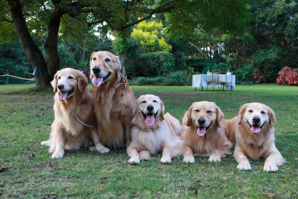 寵物保險推薦｜易安網旺旺友聯寵物險，寵物醫療高保障一年理賠12萬