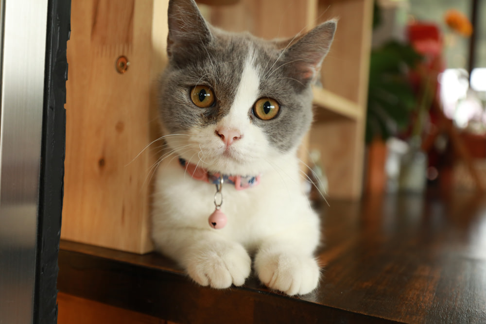 礁溪美食｜萬記商行The One’s Shop咖啡廳。寵物友善餐廳、隱身國道5號旁稻田原野中的景觀咖啡廳