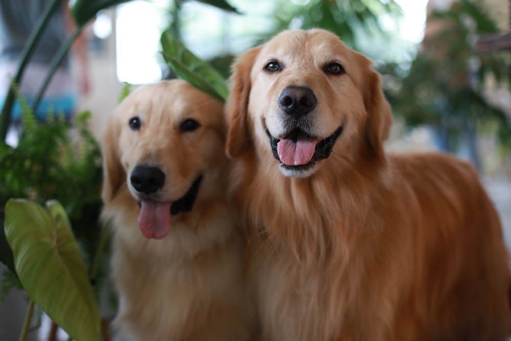 礁溪美食｜萬記商行The One’s Shop咖啡廳。寵物友善餐廳、隱身國道5號旁稻田原野中的景觀咖啡廳