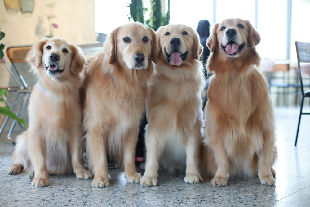 礁溪美食｜萬記商行The One’s Shop咖啡廳。寵物友善餐廳、隱身國道5號旁稻田原野中的景觀咖啡廳