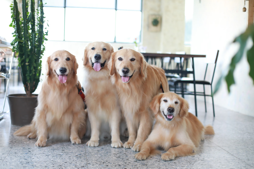 礁溪美食｜萬記商行The One’s Shop咖啡廳。寵物友善餐廳、隱身國道5號旁稻田原野中的景觀咖啡廳