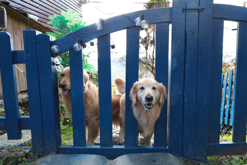 南投清境民宿推薦｜境星雲－藍天花園歐式景觀木屋、清境寵物友善民宿、博望新村入口處！