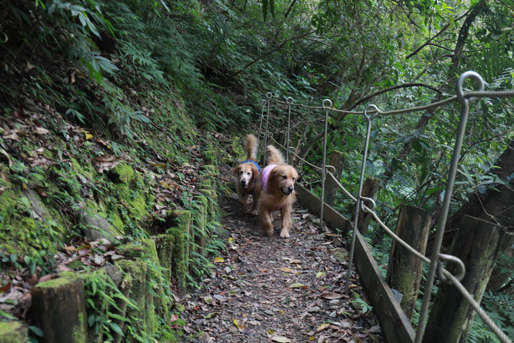 新北新店景點|烏來福山蝴蝶公園生態步道。漫步森林古圳步道、大羅蘭溪美景、寵物友善景點 - 第9張圖 新北新店景點|烏來福山蝴蝶公園生態步道。漫步森林古圳步道、大羅蘭溪美景、寵物友善景點