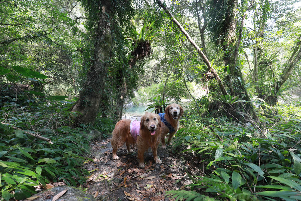 新北新店景點|烏來福山蝴蝶公園生態步道。漫步森林古圳步道、大羅蘭溪美景、寵物友善景點 - 第10張圖 新北新店景點|烏來福山蝴蝶公園生態步道。漫步森林古圳步道、大羅蘭溪美景、寵物友善景點