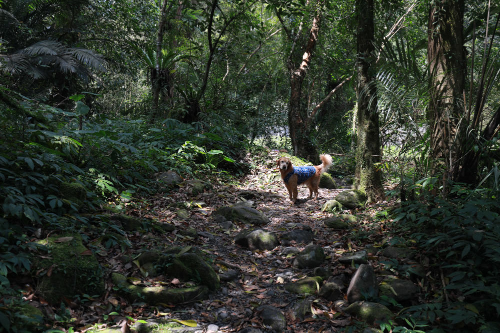 新北新店景點|烏來福山蝴蝶公園生態步道。漫步森林古圳步道、大羅蘭溪美景、寵物友善景點 - 第11張圖 新北新店景點|烏來福山蝴蝶公園生態步道。漫步森林古圳步道、大羅蘭溪美景、寵物友善景點