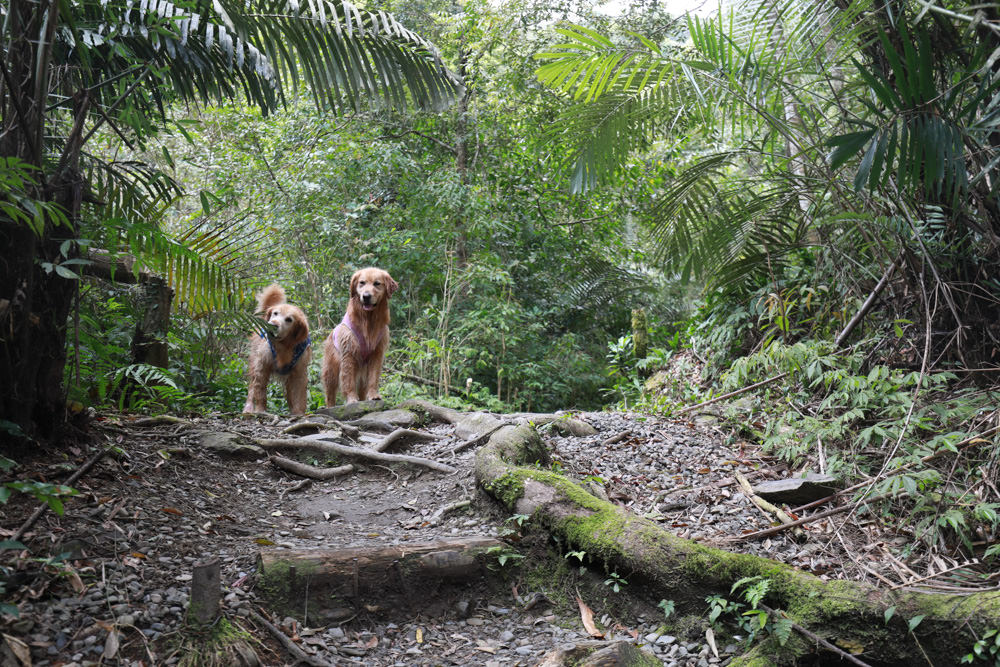 新北新店景點|烏來福山蝴蝶公園生態步道。漫步森林古圳步道、大羅蘭溪美景、寵物友善景點 - 第12張圖 新北新店景點|烏來福山蝴蝶公園生態步道。漫步森林古圳步道、大羅蘭溪美景、寵物友善景點