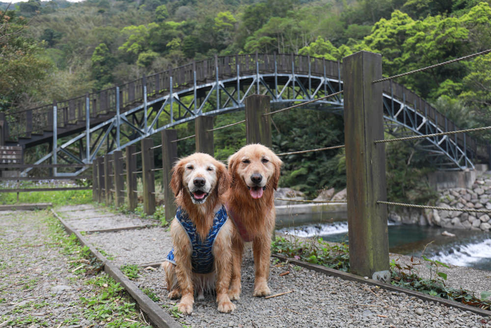 新北新店景點|烏來福山蝴蝶公園生態步道。漫步森林古圳步道、大羅蘭溪美景、寵物友善景點 - 第14張圖 新北新店景點|烏來福山蝴蝶公園生態步道。漫步森林古圳步道、大羅蘭溪美景、寵物友善景點