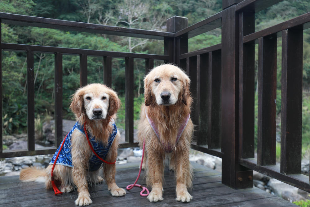 新北新店景點|烏來福山蝴蝶公園生態步道。漫步森林古圳步道、大羅蘭溪美景、寵物友善景點 - 第19張圖 新北新店景點|烏來福山蝴蝶公園生態步道。漫步森林古圳步道、大羅蘭溪美景、寵物友善景點