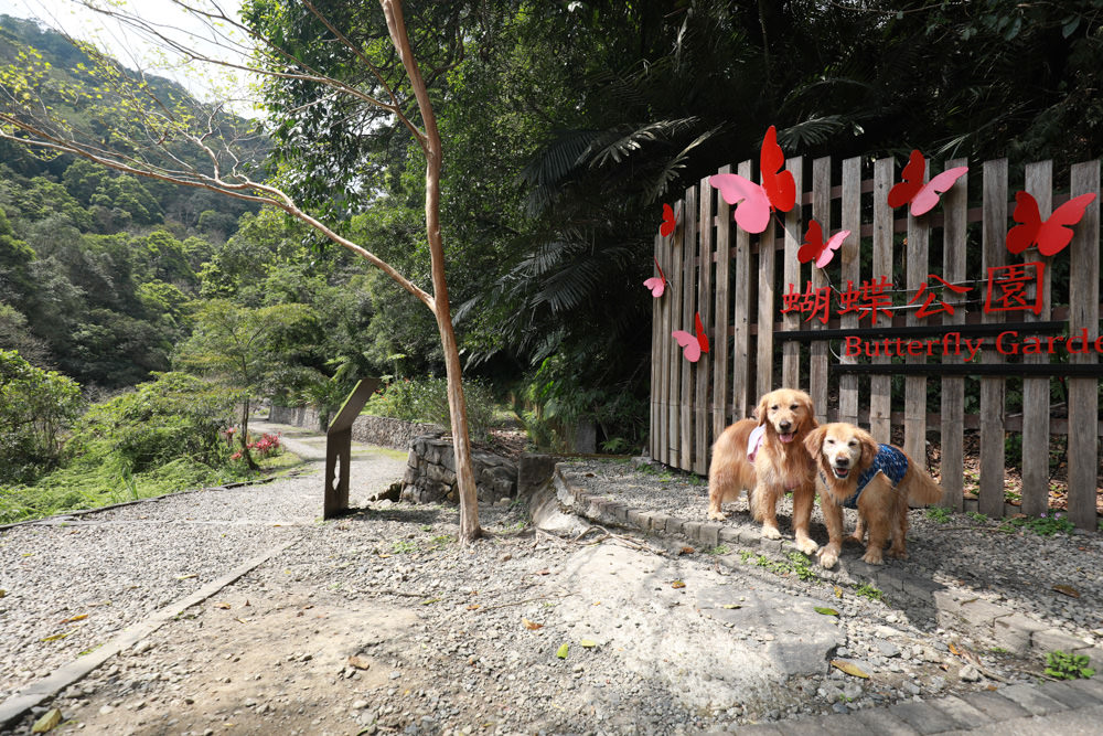 新北新店景點|烏來福山蝴蝶公園生態步道。漫步森林古圳步道、大羅蘭溪美景、寵物友善景點 - 第23張圖 新北新店景點|烏來福山蝴蝶公園生態步道。漫步森林古圳步道、大羅蘭溪美景、寵物友善景點