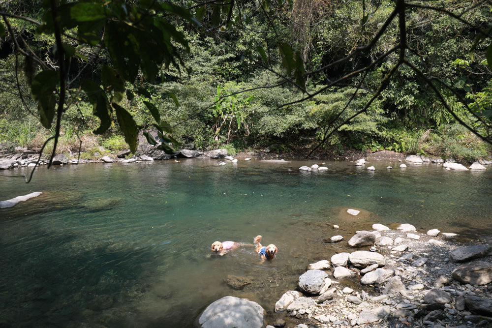 新北新店景點|烏來福山蝴蝶公園生態步道。漫步森林古圳步道、大羅蘭溪美景、寵物友善景點 - 第7張圖 新北新店景點|烏來福山蝴蝶公園生態步道。漫步森林古圳步道、大羅蘭溪美景、寵物友善景點