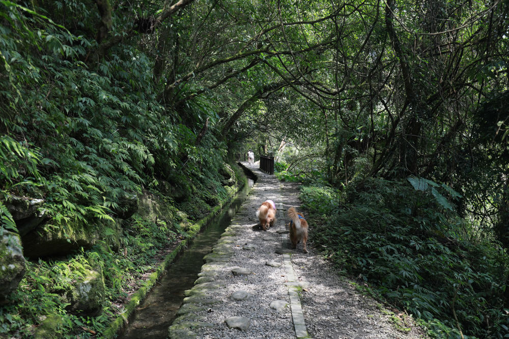 新北新店景點|烏來福山蝴蝶公園生態步道。漫步森林古圳步道、大羅蘭溪美景、寵物友善景點 - 第24張圖 新北新店景點|烏來福山蝴蝶公園生態步道。漫步森林古圳步道、大羅蘭溪美景、寵物友善景點