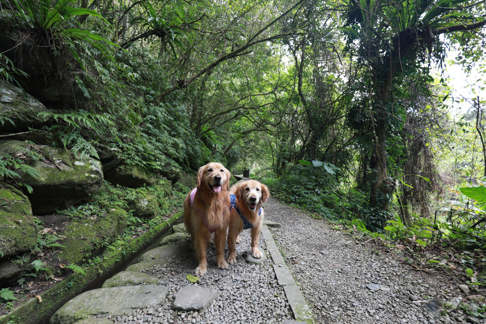 新北新店景點|烏來福山蝴蝶公園生態步道。漫步森林古圳步道、大羅蘭溪美景、寵物友善景點 - 第25張圖 新北新店景點|烏來福山蝴蝶公園生態步道。漫步森林古圳步道、大羅蘭溪美景、寵物友善景點