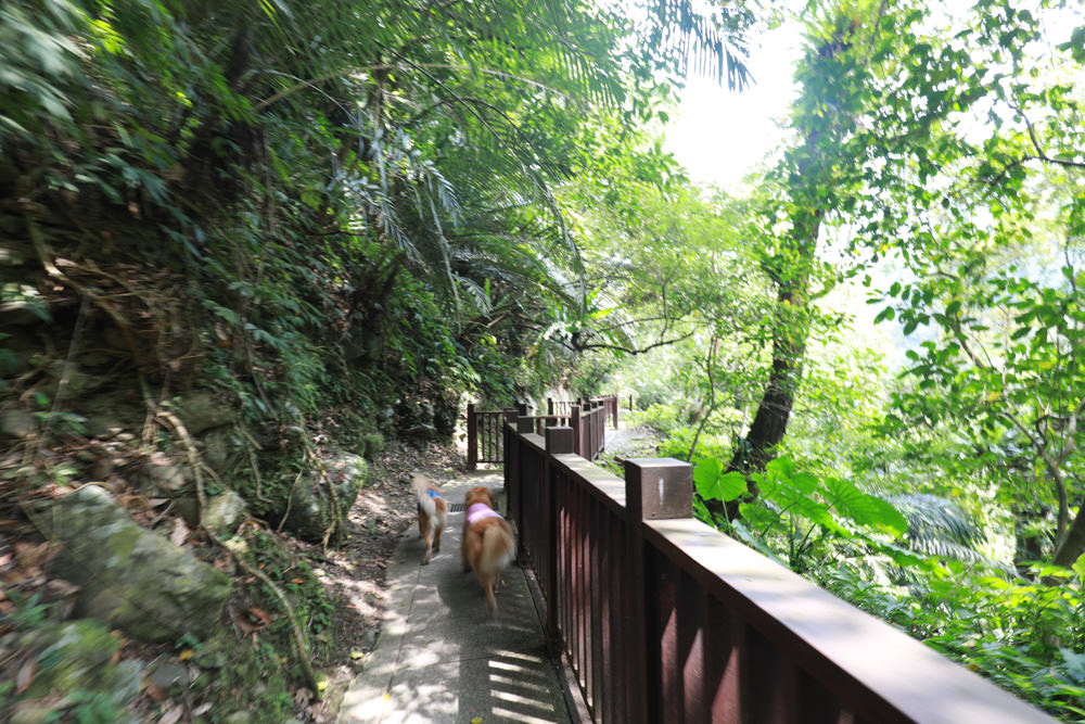 新北新店景點|烏來福山蝴蝶公園生態步道。漫步森林古圳步道、大羅蘭溪美景、寵物友善景點 - 第26張圖 新北新店景點|烏來福山蝴蝶公園生態步道。漫步森林古圳步道、大羅蘭溪美景、寵物友善景點