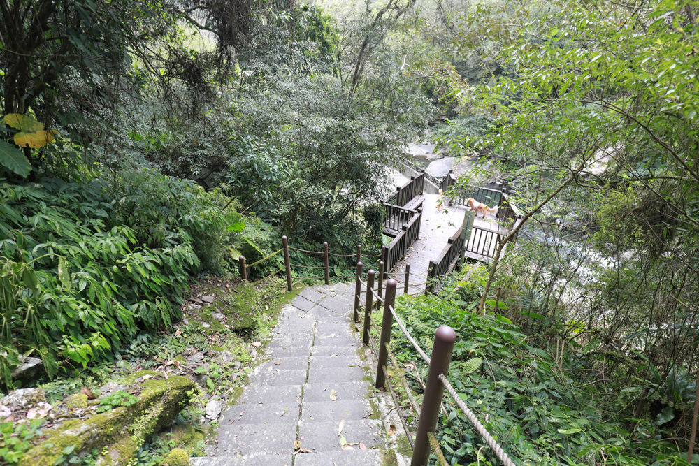 新北新店景點|烏來福山蝴蝶公園生態步道。漫步森林古圳步道、大羅蘭溪美景、寵物友善景點 - 第27張圖 新北新店景點|烏來福山蝴蝶公園生態步道。漫步森林古圳步道、大羅蘭溪美景、寵物友善景點