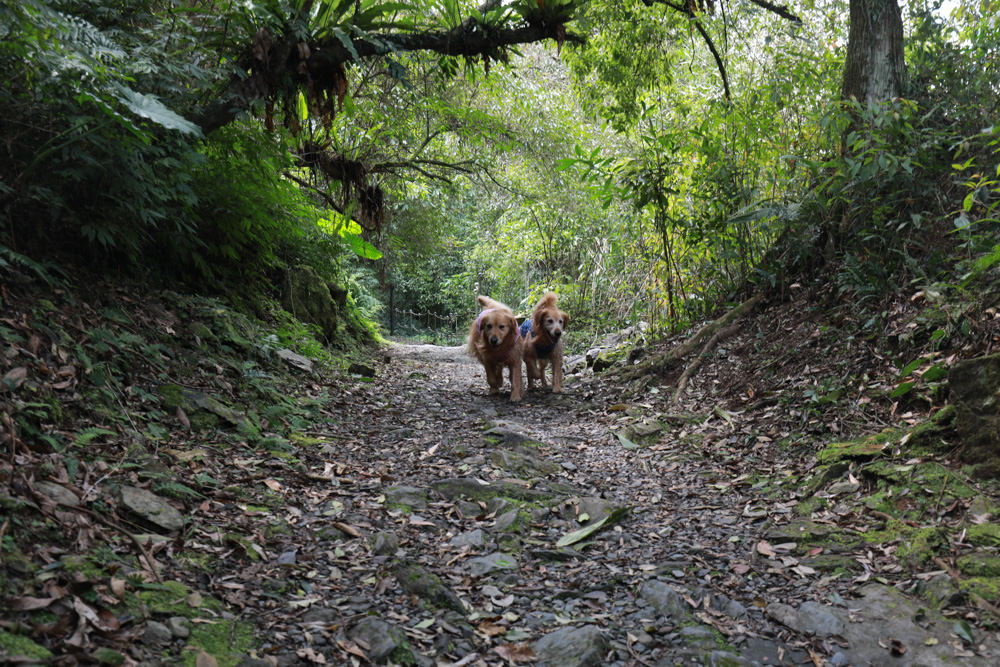 新北新店景點|烏來福山蝴蝶公園生態步道。漫步森林古圳步道、大羅蘭溪美景、寵物友善景點 - 第8張圖 新北新店景點|烏來福山蝴蝶公園生態步道。漫步森林古圳步道、大羅蘭溪美景、寵物友善景點
