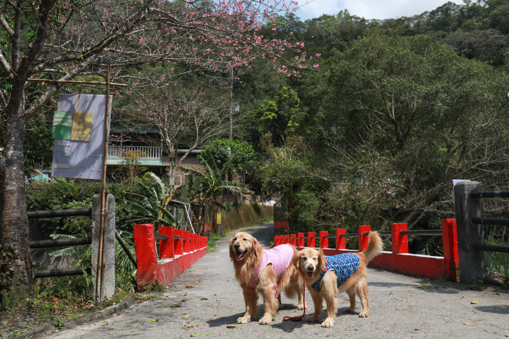 新北新店景點|烏來福山蝴蝶公園生態步道。漫步森林古圳步道、大羅蘭溪美景、寵物友善景點 - 第2張圖 新北新店景點|烏來福山蝴蝶公園生態步道。漫步森林古圳步道、大羅蘭溪美景、寵物友善景點