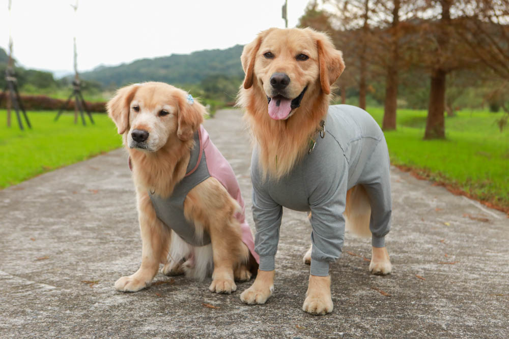 北歐PAIKKA狗狗衣服,重視機能與設計感:專利石墨烯遠紅外線恆溫衣、防水雙層保暖外出服 - 第5張圖 北歐PAIKKA狗狗衣服,重視機能與設計感:專利石墨烯遠紅外線恆溫衣、防水雙層保暖外出服