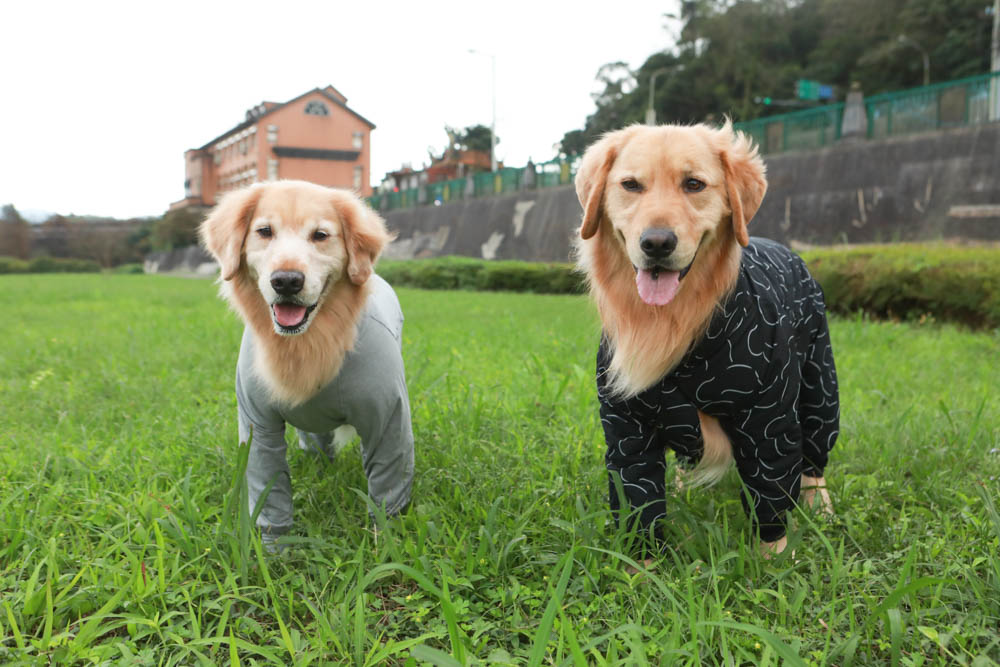 北歐PAIKKA狗狗衣服,重視機能與設計感:專利石墨烯遠紅外線恆溫衣、防水雙層保暖外出服 - 第2張圖 北歐PAIKKA狗狗衣服,重視機能與設計感:專利石墨烯遠紅外線恆溫衣、防水雙層保暖外出服