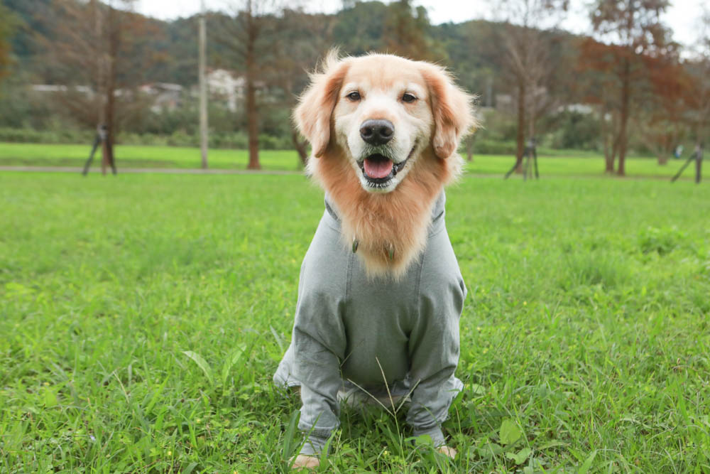 北歐PAIKKA狗狗衣服,重視機能與設計感:專利石墨烯遠紅外線恆溫衣、防水雙層保暖外出服 - 第9張圖 北歐PAIKKA狗狗衣服,重視機能與設計感:專利石墨烯遠紅外線恆溫衣、防水雙層保暖外出服