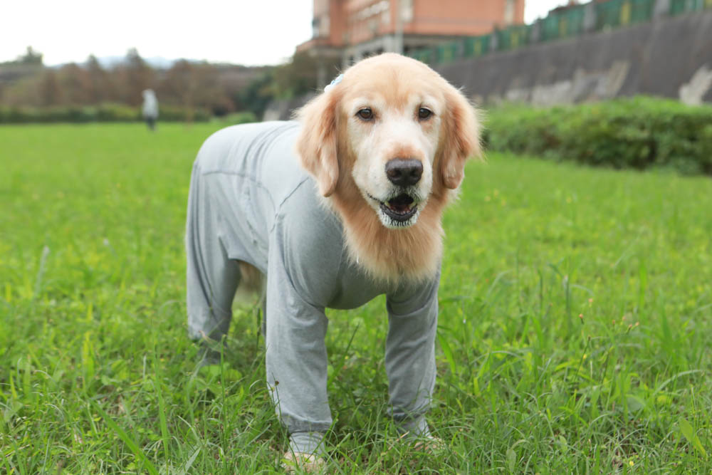 北歐PAIKKA狗狗衣服,重視機能與設計感:專利石墨烯遠紅外線恆溫衣、防水雙層保暖外出服 - 第8張圖 北歐PAIKKA狗狗衣服,重視機能與設計感:專利石墨烯遠紅外線恆溫衣、防水雙層保暖外出服