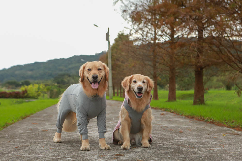 北歐PAIKKA狗狗衣服,重視機能與設計感:專利石墨烯遠紅外線恆溫衣、防水雙層保暖外出服 - 第1張圖 北歐PAIKKA狗狗衣服,重視機能與設計感:專利石墨烯遠紅外線恆溫衣、防水雙層保暖外出服