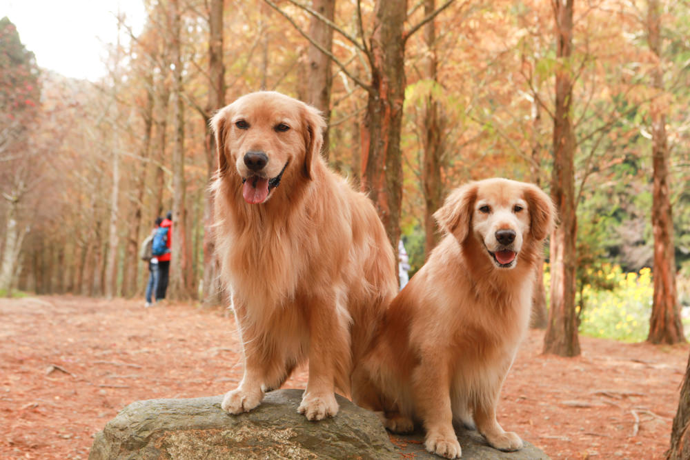 南投景點|杉林溪森林生態渡假園區。寵物友善景點、杉林溪黃金水杉林、海拔1600公尺絕美山林 - 第9張圖 南投景點|杉林溪森林生態渡假園區。寵物友善景點、杉林溪黃金水杉林、海拔1600公尺絕美山林