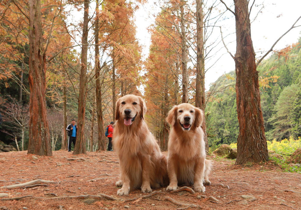 南投景點|杉林溪森林生態渡假園區。寵物友善景點、杉林溪黃金水杉林、海拔1600公尺絕美山林 - 第10張圖 南投景點|杉林溪森林生態渡假園區。寵物友善景點、杉林溪黃金水杉林、海拔1600公尺絕美山林