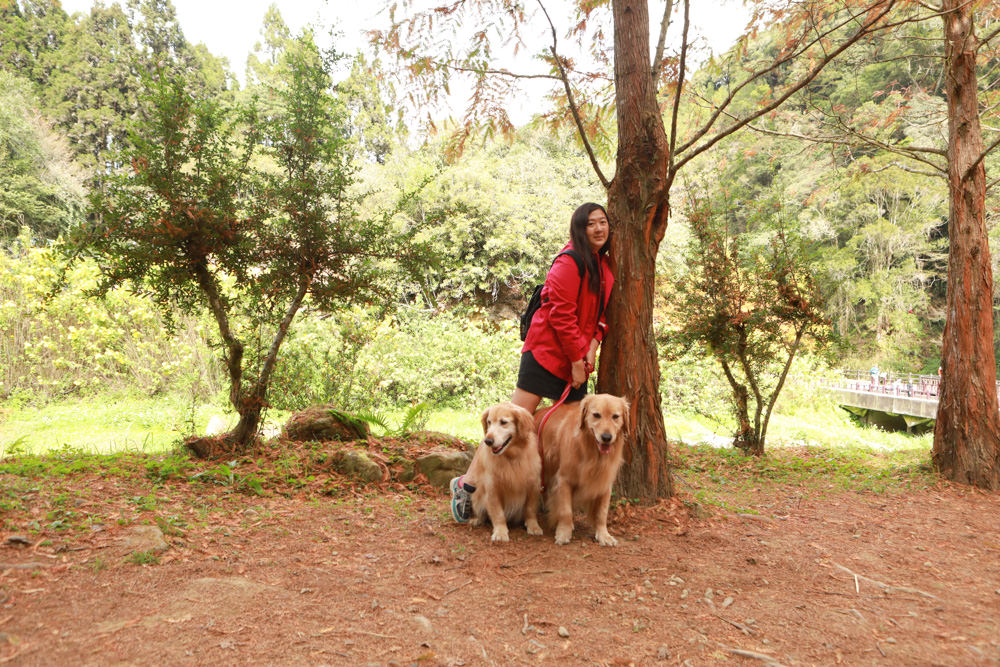 南投景點|杉林溪森林生態渡假園區。寵物友善景點、杉林溪黃金水杉林、海拔1600公尺絕美山林 - 第11張圖 南投景點|杉林溪森林生態渡假園區。寵物友善景點、杉林溪黃金水杉林、海拔1600公尺絕美山林