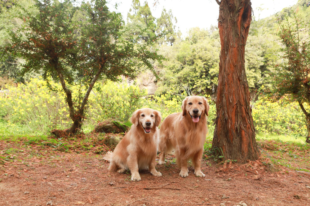 南投景點|杉林溪森林生態渡假園區。寵物友善景點、杉林溪黃金水杉林、海拔1600公尺絕美山林 - 第12張圖 南投景點|杉林溪森林生態渡假園區。寵物友善景點、杉林溪黃金水杉林、海拔1600公尺絕美山林