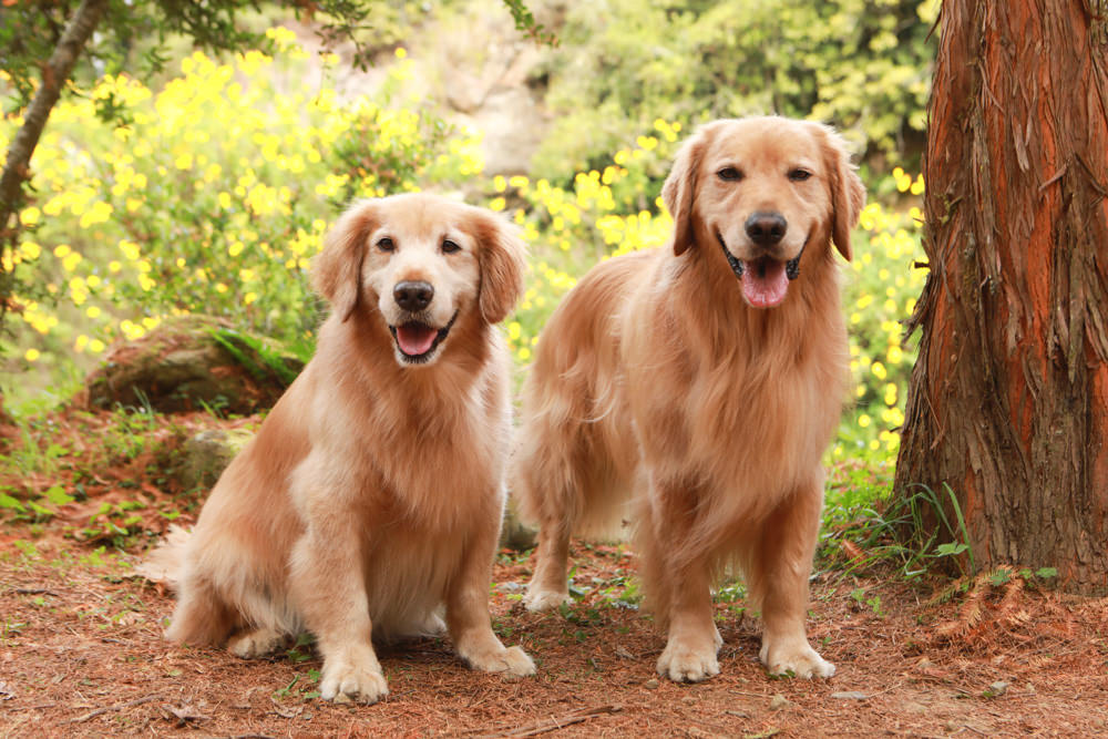 南投景點|杉林溪森林生態渡假園區。寵物友善景點、杉林溪黃金水杉林、海拔1600公尺絕美山林 - 第13張圖 南投景點|杉林溪森林生態渡假園區。寵物友善景點、杉林溪黃金水杉林、海拔1600公尺絕美山林